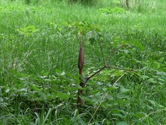 Peucedanum verticillare