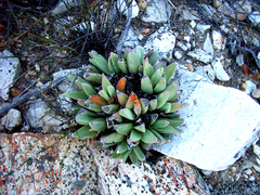 Machairophyllum bijliae