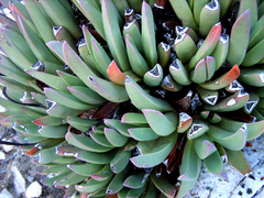 Machairophyllum bijliae