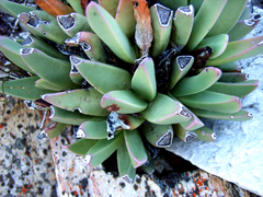 Machairophyllum bijliae