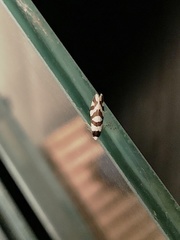 Lepidoscia dicranota