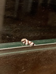 Lepidoscia dicranota