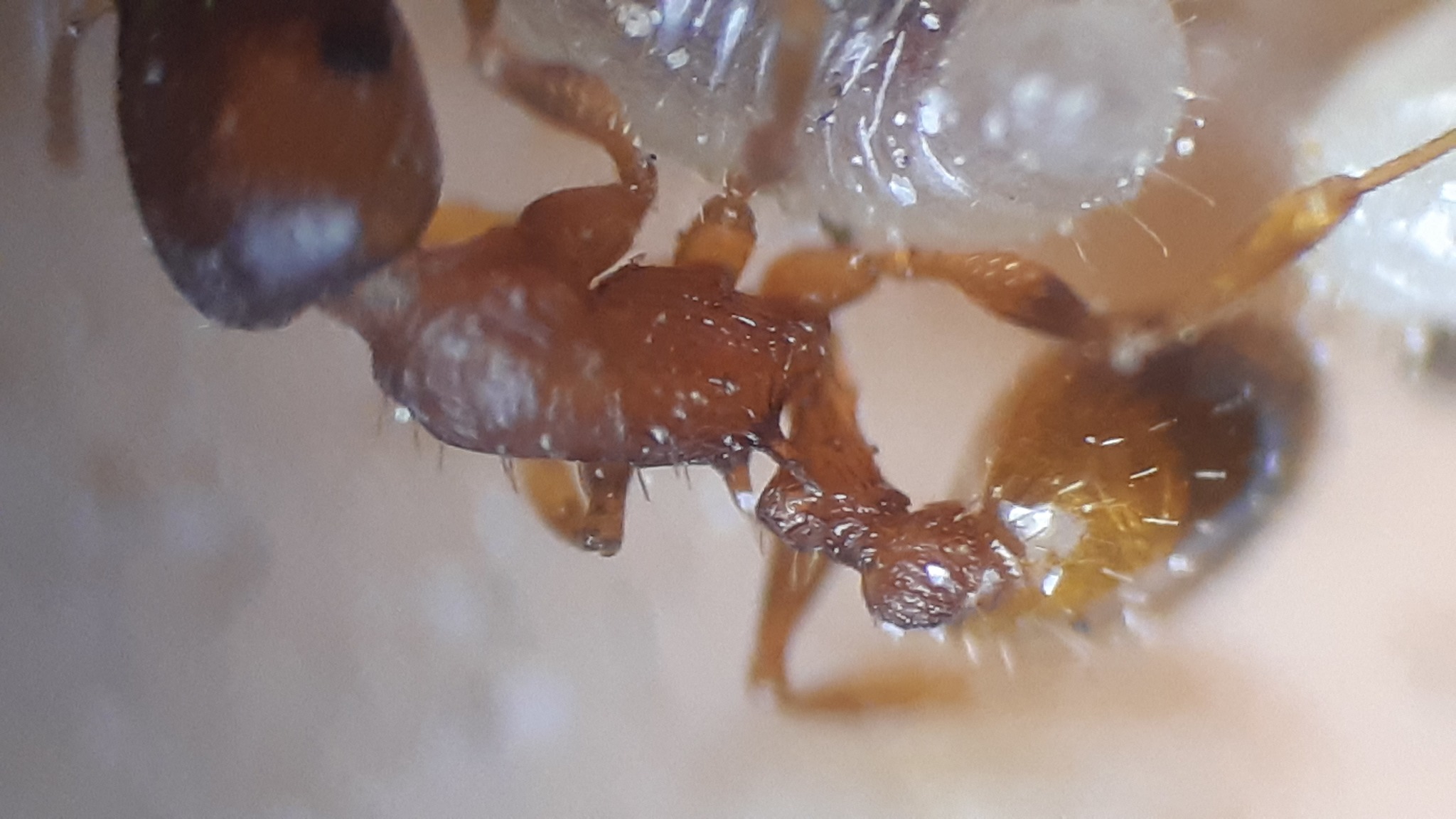 Temnothorax affinis