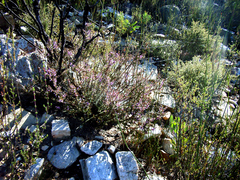 Muraltia juniperifolia