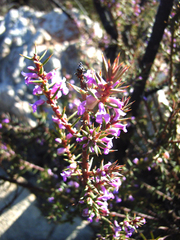 Muraltia juniperifolia