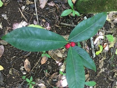 Phaleria octandra