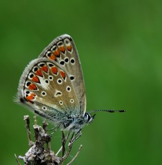 Polyommatus thersites