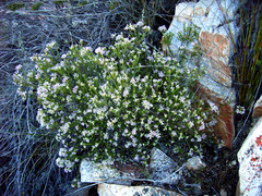 Phylica lachneaeoides