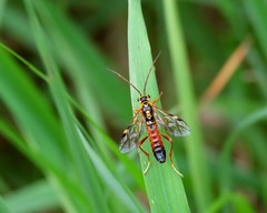 Tenthredopsis scutellaris