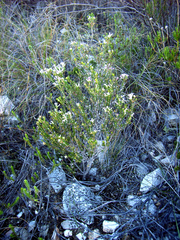 Phylica lachneaeoides