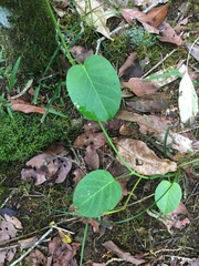 Vincetoxicum polyanthum
