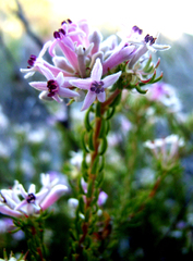 Phylica lachneaeoides