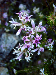 Phylica lachneaeoides