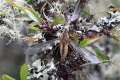 Leptotarsus vulpinus