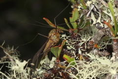 Leptotarsus vulpinus