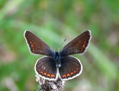 Polyommatus thersites