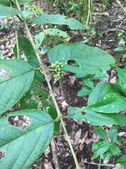 Callicarpa candicans