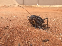Acanthoplus