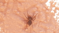 Maimuna cariae