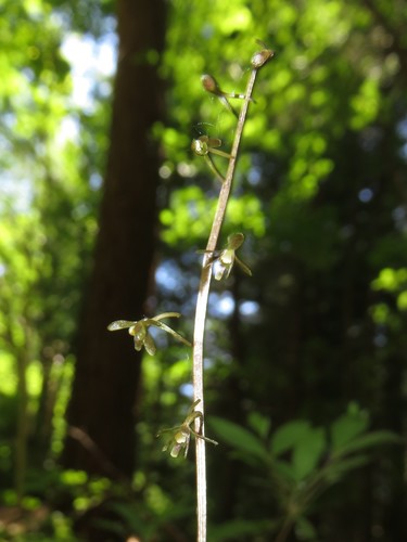 Tipularia japonica