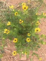 Adonis microcarpa