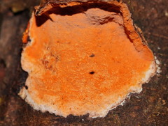 Gloeoporellus merulinus