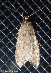 Semioscopis megamicrella