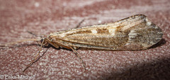 Glyphopsyche irrorata