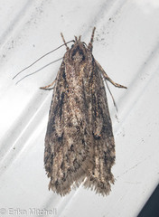 Semioscopis megamicrella