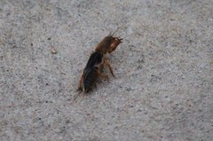 Gryllotalpa oya