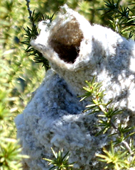 Anthoscopus minutus gigi