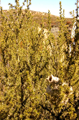 Anthoscopus minutus gigi