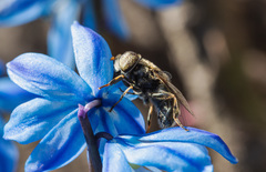 Eristalinus aeneus