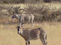 Oryx beisa beisa