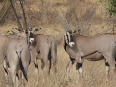 Oryx beisa beisa