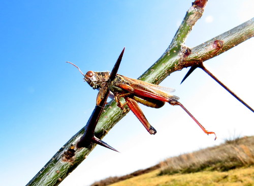 Red-legged Grasshopper, Blandy Experimental Farm, 400 Blandy Farm Ln, Boyce, VA 22620, USA, photo 10 of 10