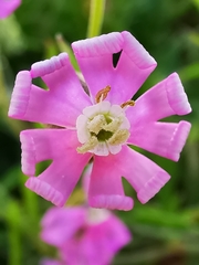 Silene hifacensis