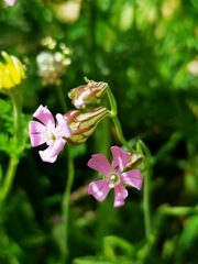 Silene hifacensis