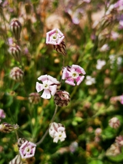 Silene hifacensis