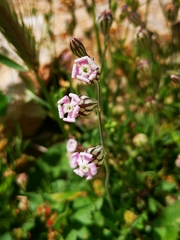 Silene hifacensis