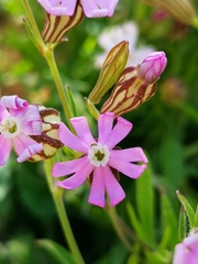Silene hifacensis