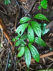 Elatostema lineolatum