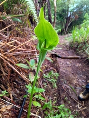Arisaema filiforme