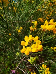 Hippocrepis valentina