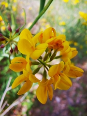 Hippocrepis valentina