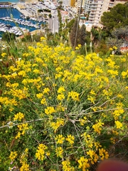 Hippocrepis valentina
