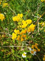 Hippocrepis valentina
