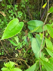 Diplazium cordifolium