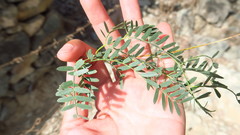 Prosopis cineraria