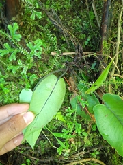 Diplazium cordifolium